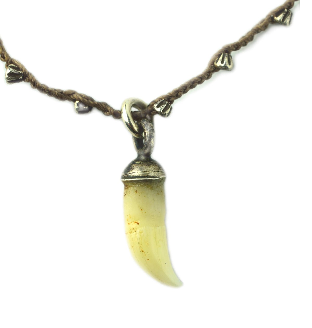 Dolphins Tooth - On U Jewelry